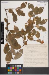 Foto von Salix caprea L.